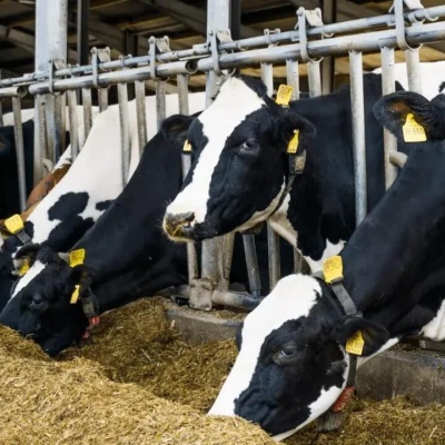 Заведующая фермой Осиповичского района подозревается в хищении двух быков