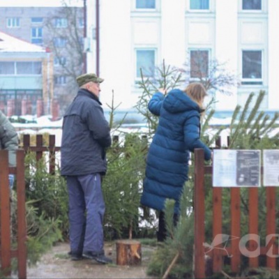 22 декабря в Осиповичах заработают ёлочные базары