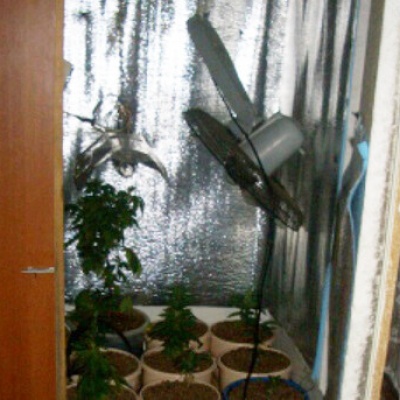 Житель Осиповичского района выращивал коноплю дома