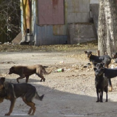 На Советском поселке бродячие собаки гуляют стаями